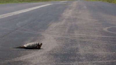 Snapping turtles, too, indeed, not to mention the occasional mink, groundhog, great blue heron or great (white) egret and copious deer. For those of you who cycle, too, this area is readily accessible from both the downtown TA and the Love’s on Trinity Lane, miles from each but in good weather easily doable. Though it says “CLOSED” on the map at the prior link, the Cornelia Fort Airpark, as it’s known, is only closed for flights, as it were. The loop connects via other paved trails to the likewise paved Shelby Bottoms Greenway along the river.