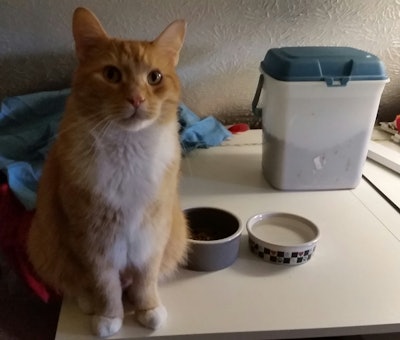 “Please do not stress me out while I eat my $11/lb. food on your sewing table.”