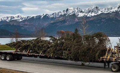 Lynden Transport moves the 74-foot Lutz spruce from the Chugach National Forest to a facility in nearby Seward, Alaska, to be wrapped for its 4,000-mile journey by ship and truck to the U.S. Capitol in Washington, D.C. Once the tree is wrapped, it will stay wrapped and inside the box until it gets to Joint Base Andrews in Maryland on Nov. 19. (Photo Credit Darrell Hicks / SkyBitz)