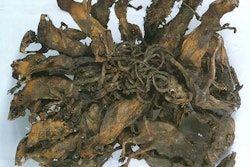 Fun fact, per Wikipedia: “Rat kings involve a number of rats intertwined at their tails, which become stuck together with, for instance, blood, dirt, ice, horse-hair, or feces—or simply knotted. The animals reputedly grow together while joined at the tails.”