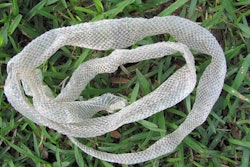 snakeskin