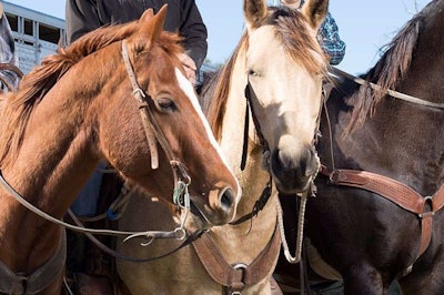 Horses-at-Thigpen-ranch
