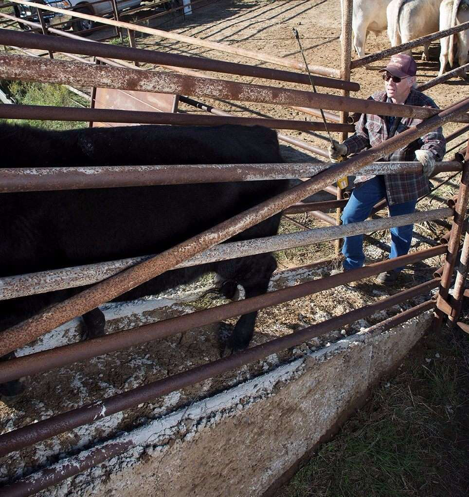 Zach Beadle Loading Cattle