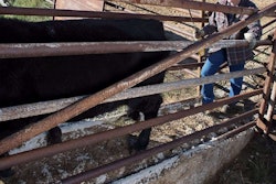 Zach Beadle Loading Cattle