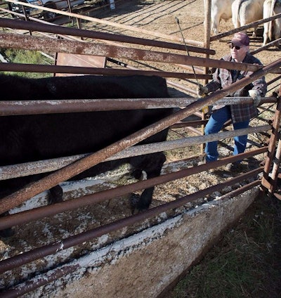 Zach Beadle Loading Cattle