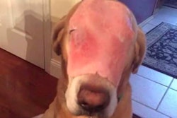 This is likely the happiest dog in the world.