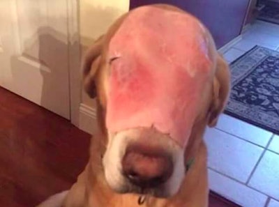 This is likely the happiest dog in the world.