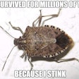 stink-bug-meme