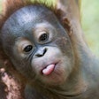 Baby Orangutan