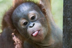 Baby Orangutan