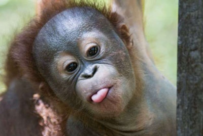 Baby Orangutan