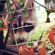 raccoon-shot