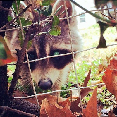 raccoon-shot