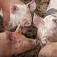 Iowa, North Carolina and Minnesota account for more than half of the nation’s hog and pig sales.