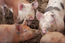 Iowa, North Carolina and Minnesota account for more than half of the nation’s hog and pig sales.