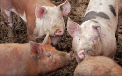 Iowa, North Carolina and Minnesota account for more than half of the nation’s hog and pig sales.