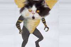 standing-cat