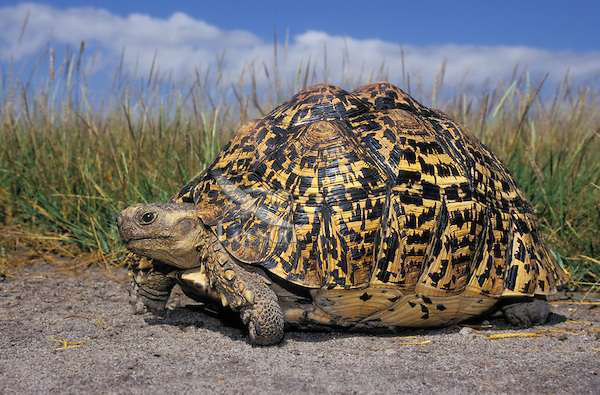 Leopard Tortoise (geochelone Pardalis) In Serengeti National Park, Tanzania, Africa