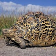 Leopard Tortoise (geochelone Pardalis) In Serengeti National Park, Tanzania, Africa