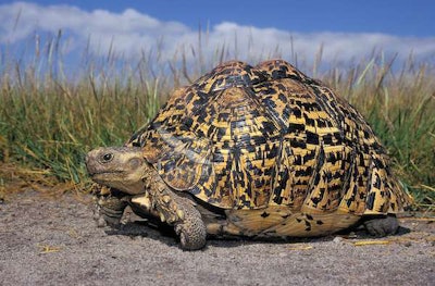 Leopard Tortoise (geochelone Pardalis) In Serengeti National Park, Tanzania, Africa