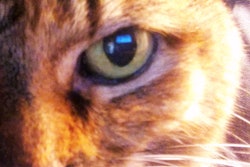 one-eye-cat