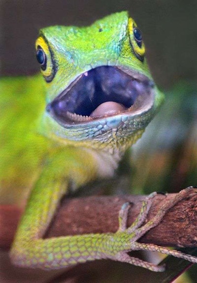 “Hey, guess what! Wendy talks in her sleep.”