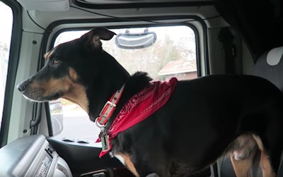A video featuring Trucker Josh’s road companion, Diesel, won an Overdrive pets competition.