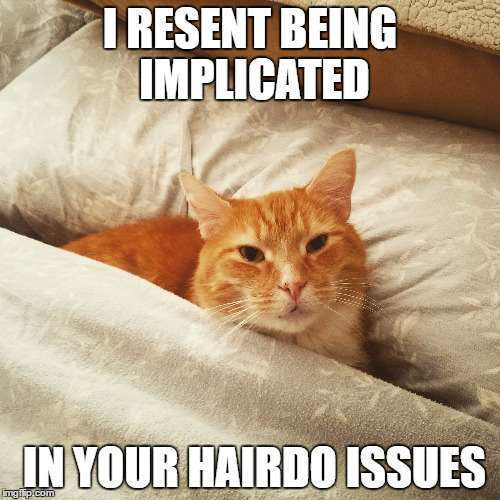 Cat Among Pillows Meme 2017 02 22 08 23