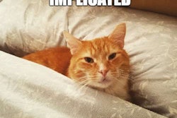 Cat Among Pillows Meme 2017 02 22 08 23