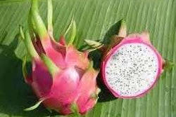 “We’ll bring the dragon fruit. Leave the babies out of it.”