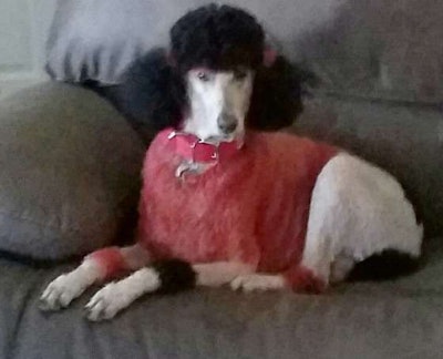 Carol Schneider’s poodle is dyed to match the truck.