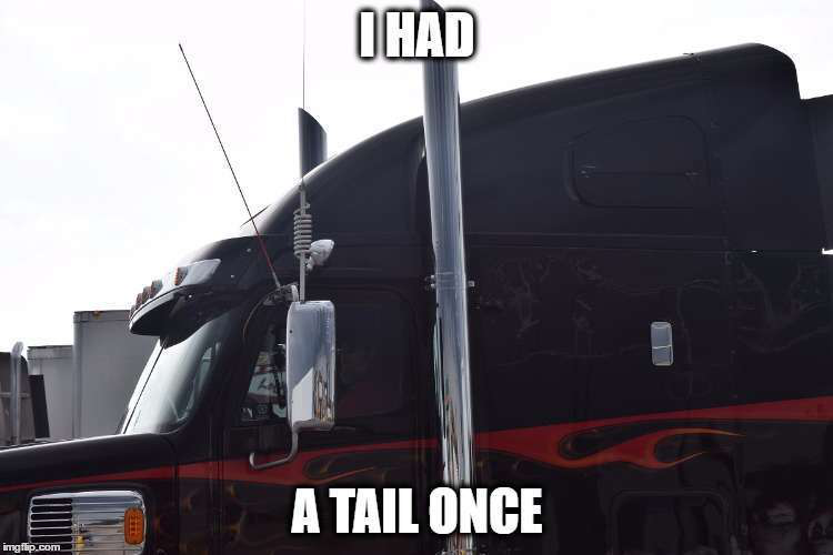 Had A Tail Once 2017 03 10 07 41