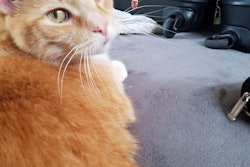 cat-eyeing-luggage-2017-04-21-11-02