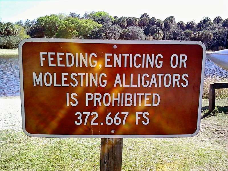 molesting the alligators-2017-05-19-12-08