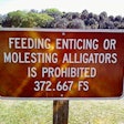 molesting the alligators-2017-05-19-12-08