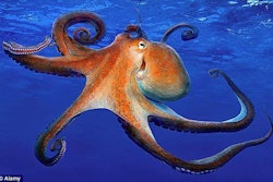 octopus (002)-2017-05-26-10-03