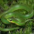green snake-2017-06-23-08-52