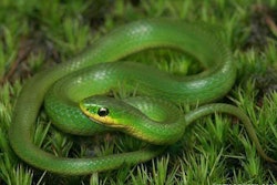 green snake-2017-06-23-08-52