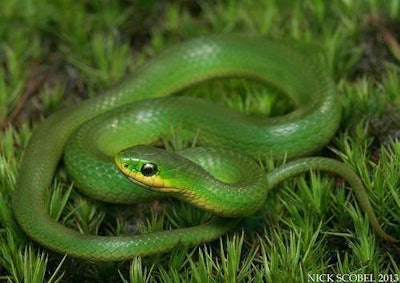 You ssssseem tenssssse.