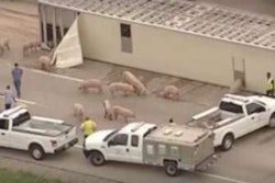 texas-pigs-2017-06-30-14-03