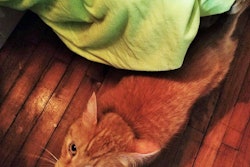 CAT-liver-2017-07-05-09-13