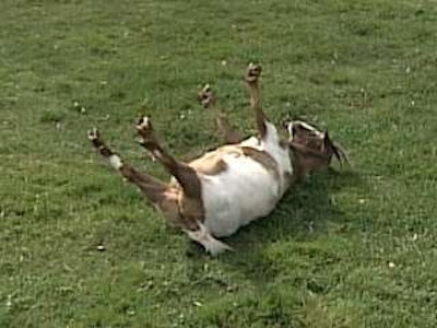 It’s rained a lot in Ohio this year.