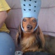 dog with croc on head-2017-09-11-10-53