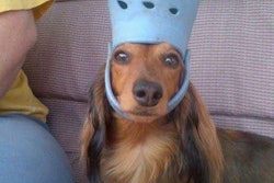 dog with croc on head-2017-09-11-10-53