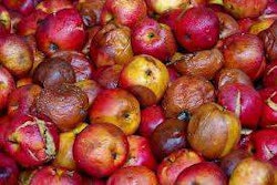 rotten apples-2017-09-20-12-50