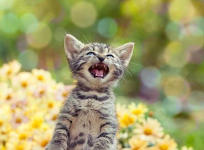 Well aren’t you a catty little beast?
