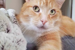 CAT-lip-2017-11-22-13-56