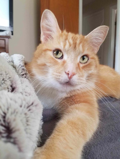 “The lip heals, but my contempt is eternal.”