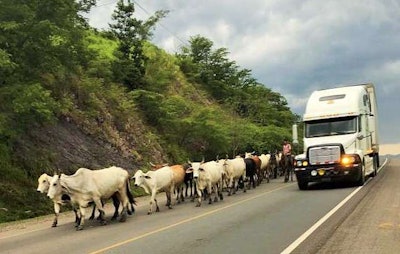 A “cattle drive in the middle of a main highway” on Cargo’s route through the Americas. Photo courtesy of Holly “Cargo” Harrison.