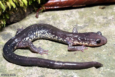The Wehrles salamander